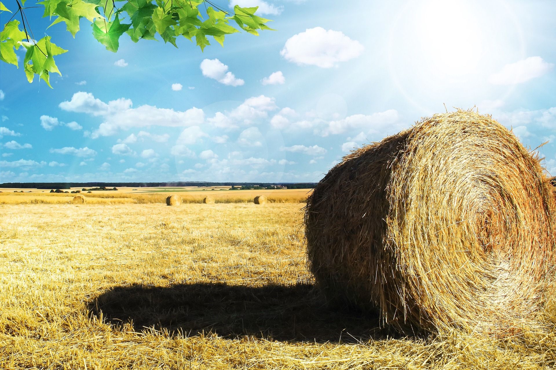 Agricoltura, approvato il Complemento per lo Sviluppo Rurale (CSR)