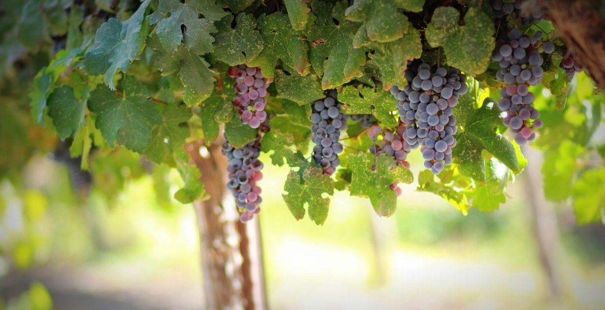 Ristrutturazione e riconversione vigneti: proroga termine presentazione domande