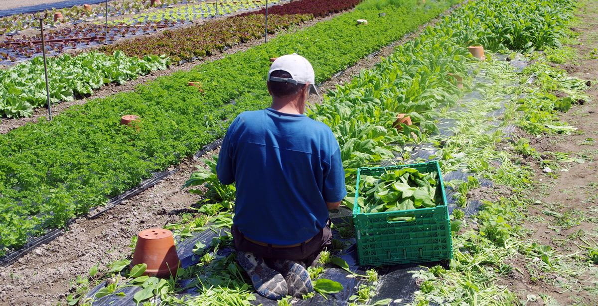 ARSIAL di Caprarola, assunzione di operaio agricolo stagionale