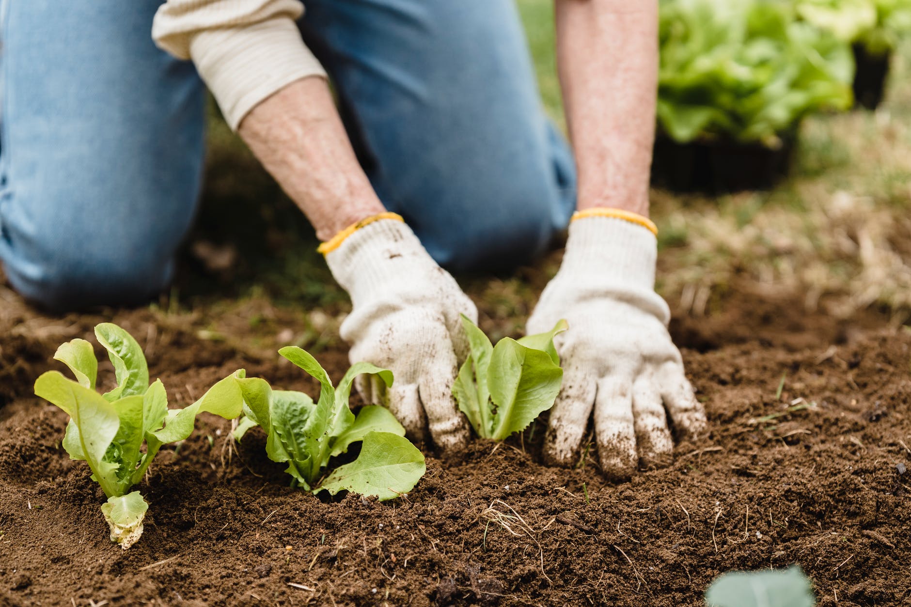 ARSIAL di Velletri, assunzione di operaio agricolo stagionale