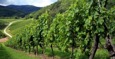 OCM Vino, Ristrutturazione e Riconversione Vigneti: aggiornamenti normativi