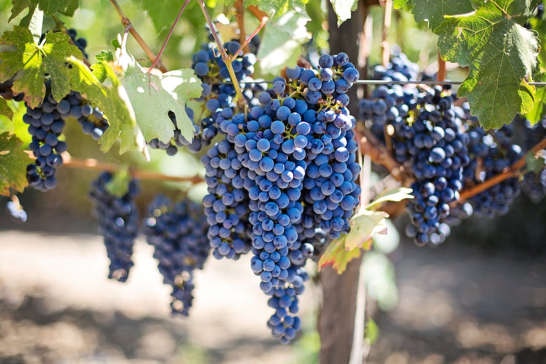Rilascio delle autorizzazioni per i nuovi impianti di vigneti per uva da vino