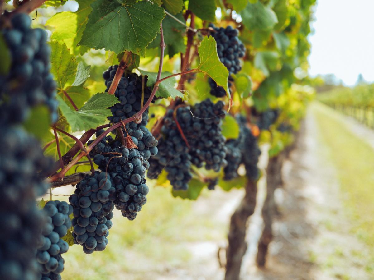 Sostegno alle imprese viticole danneggiate dalla peronospora