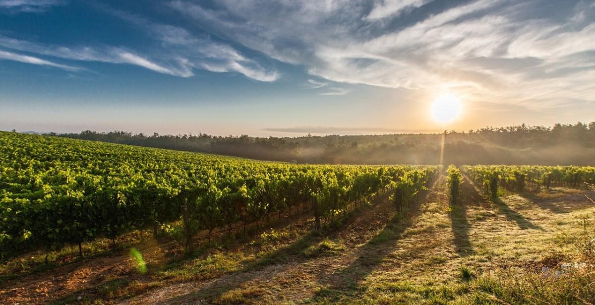OCM vino 2023-2024: approvato il bando per la misura “Promozione sui mercati dei Paesi Terzi”