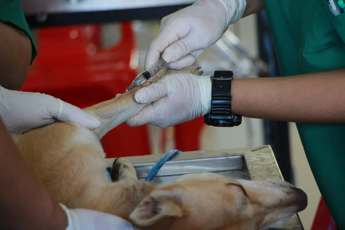 EURES Lazio, progetto di reclutamento dedicato a veterinari