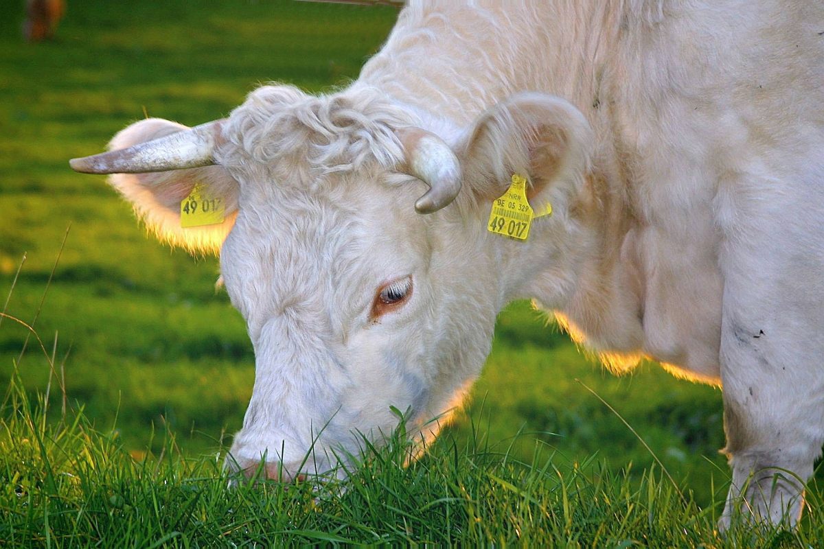 Agricoltura, pronte le misure a sostegno del settore zootecnico